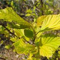 Physocarpus opulifolius 'Luteus' jeune feuille P1D